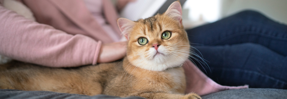 Feline Purrspectives